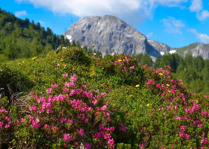 Alps 4-zimmer - 6 Lägenhet